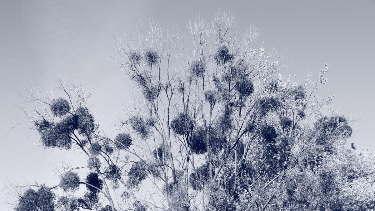 Mengenal Cyanotype, Teknik Fotografi Klasik dari Daun dan Sinar Matahari