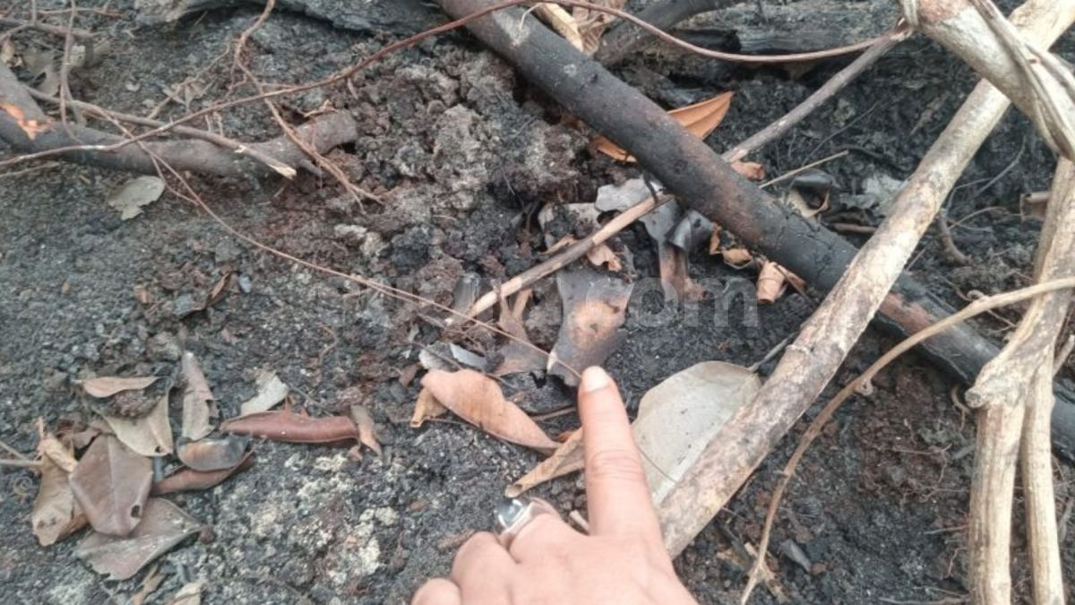 Kemenhut Selidiki Temuan Tengkorak Diduga Orangutan di Kebun Sawit Ketapang