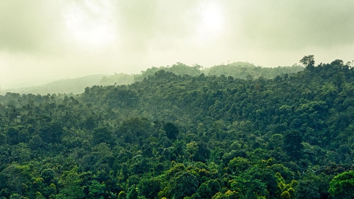 Mengapa Ambisi Biodiesel Indonesia Perlu Mempertimbangkan Risiko Ekologis?