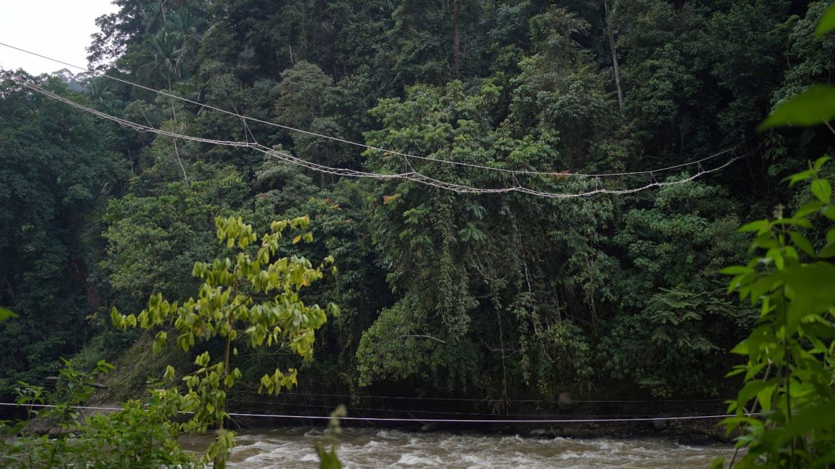 Tiga Jembatan di Batang Toru, Ikhtiar Menjaga Satwa Liar Tetap Terhubung
