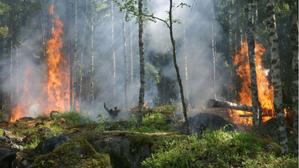 Karhutla Berulang, Tata Air Gambut Jadi Kunci Lindungi Habitat Satwa