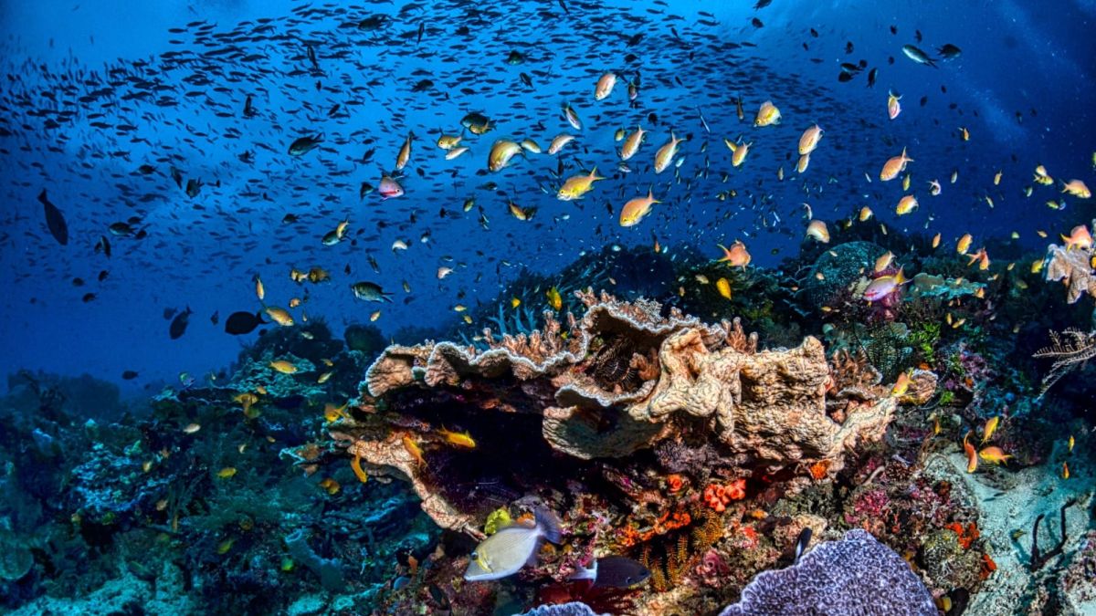 Kurangi Ketergantungan Plastik, BRIN Kembangkan Potensi Kemasan dari Sumber Daya Laut