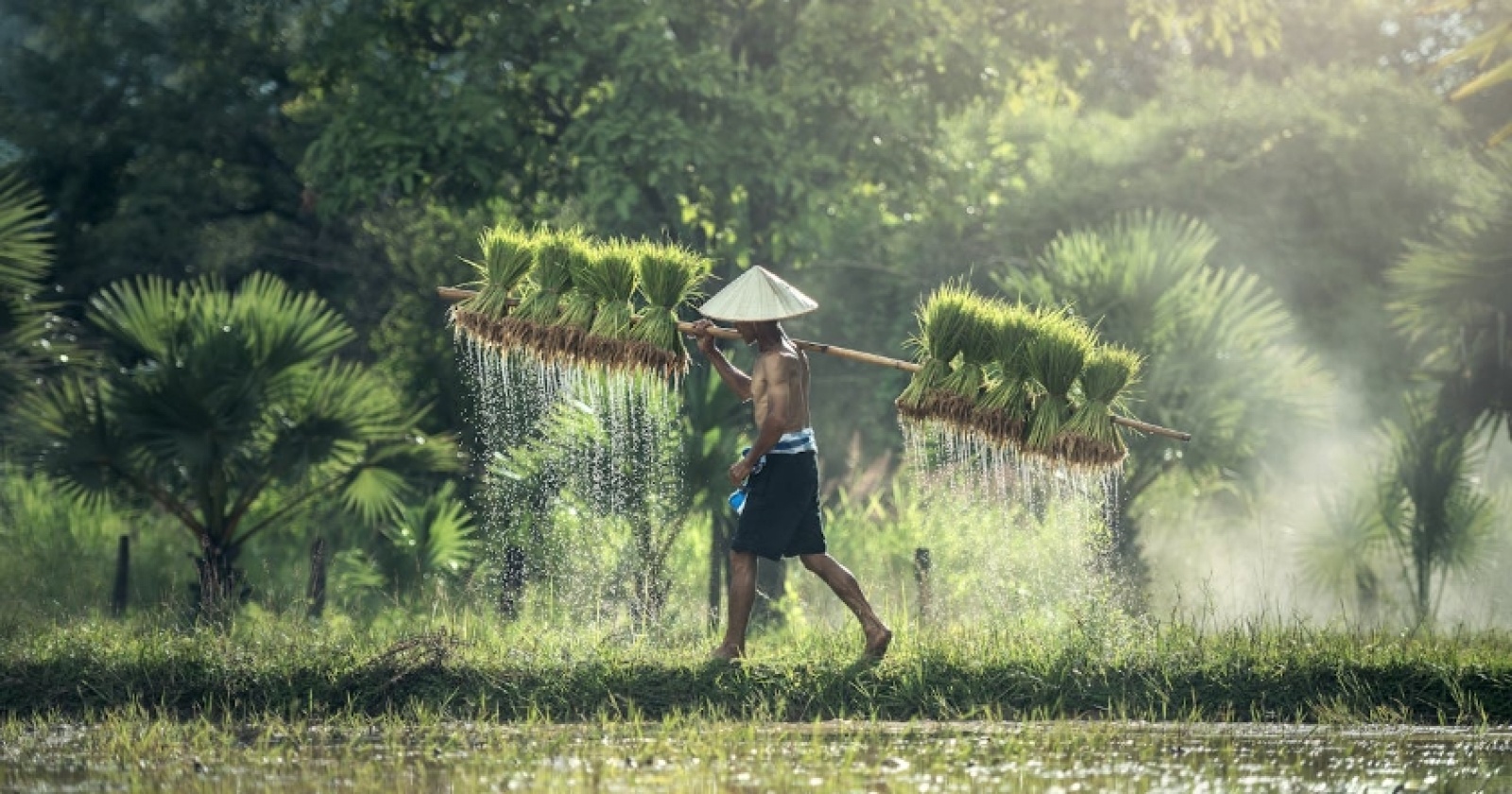 Cara Mengajukan KUR BRI untuk Sewa Sawah, Ketahui Syaratnya!