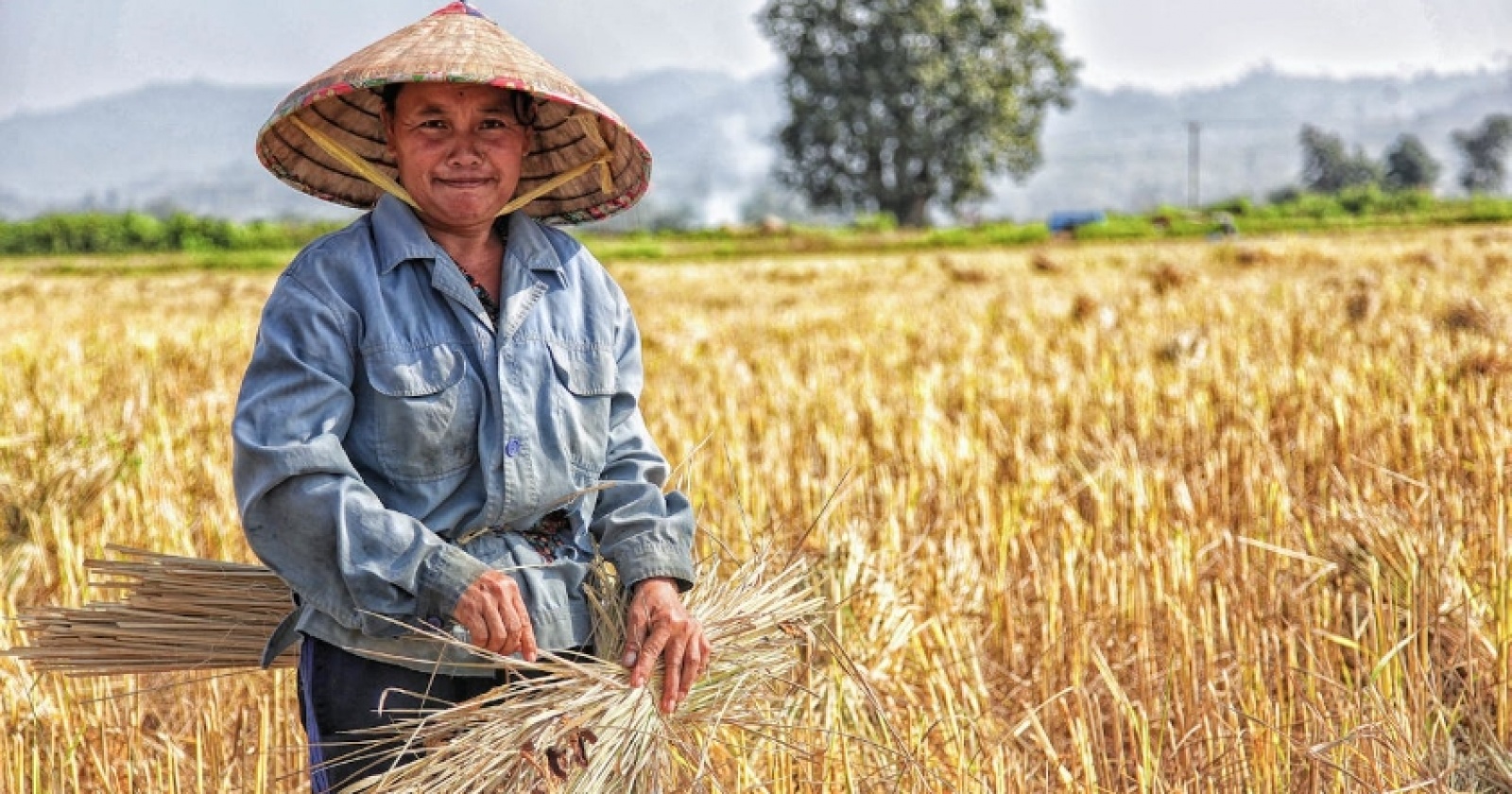 Lumbung Padi Sulawesi Jadi Prioritas: BRI dan Bulog Kolaborasi Serap Gabah Petani