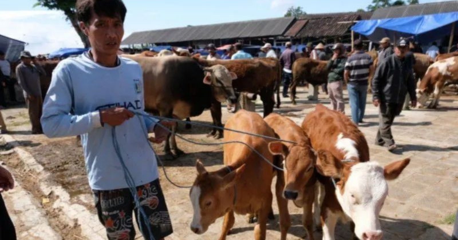 Kurban Super Gampang Lewat AgenBRILink, Mudah Tanpa Ribet!