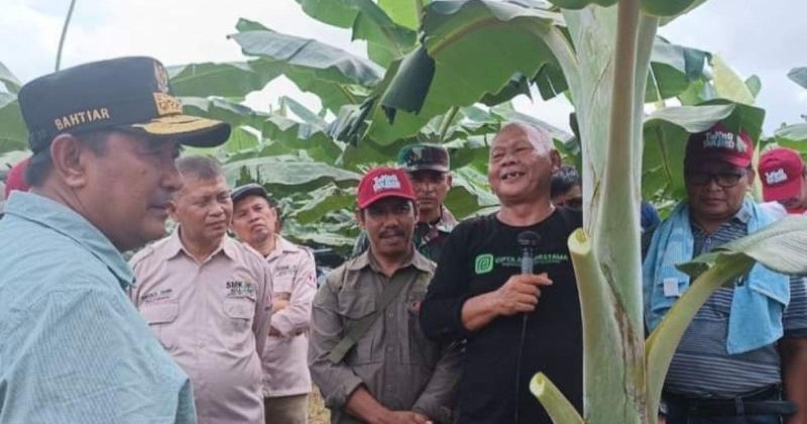 BRI Dukung Program Pengembangan Pisang Cavendish di Sulawesi Barat