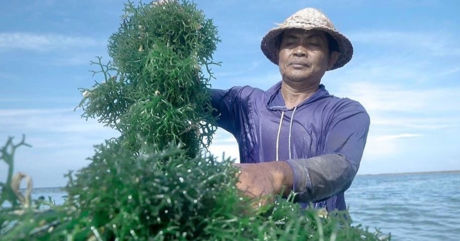 BRI Dukung Penuh Petani Rumput Laut Nusa Penida, dari Modal hingga Pelatihan