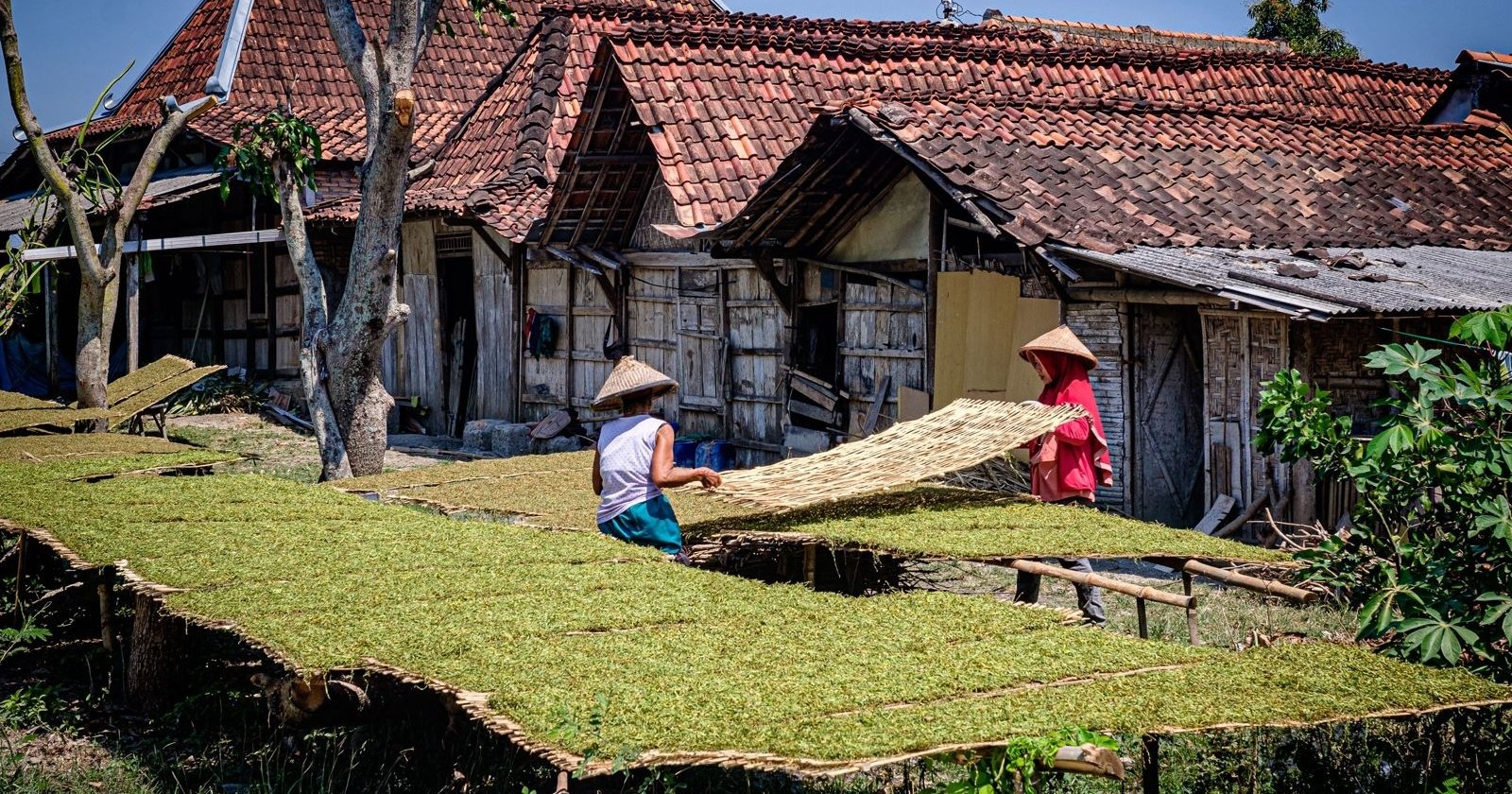 Dukung Ketahanan Pangan, BRI Salurkan Kredit Rp199,83 Triliun di Sektor Pertanian