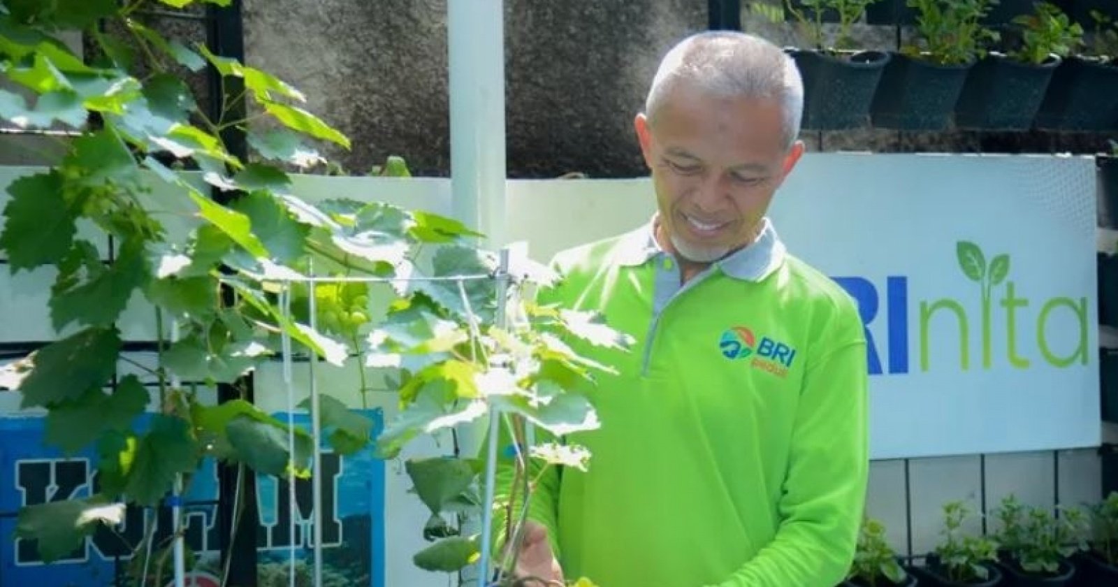 Lahan Sempit, Hasil Melimpah! Kisah Sukses Urban Farm Dukungan BRI Peduli