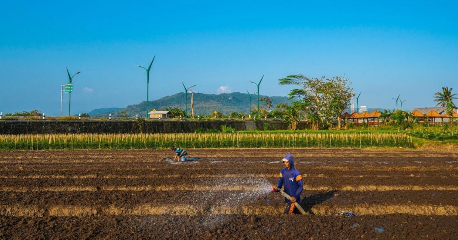 Petani Sumut Full Senyum! BRI Kucurkan KUR Rp150 Juta untuk Program Jagung Sejagat