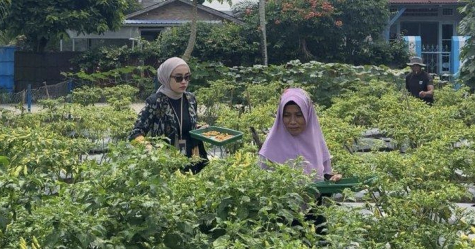 BRInita Sukses Berdayakan Masyarakat Pekanbaru, BRI Peduli Dukung Ketahanan Pangan Level Mikro