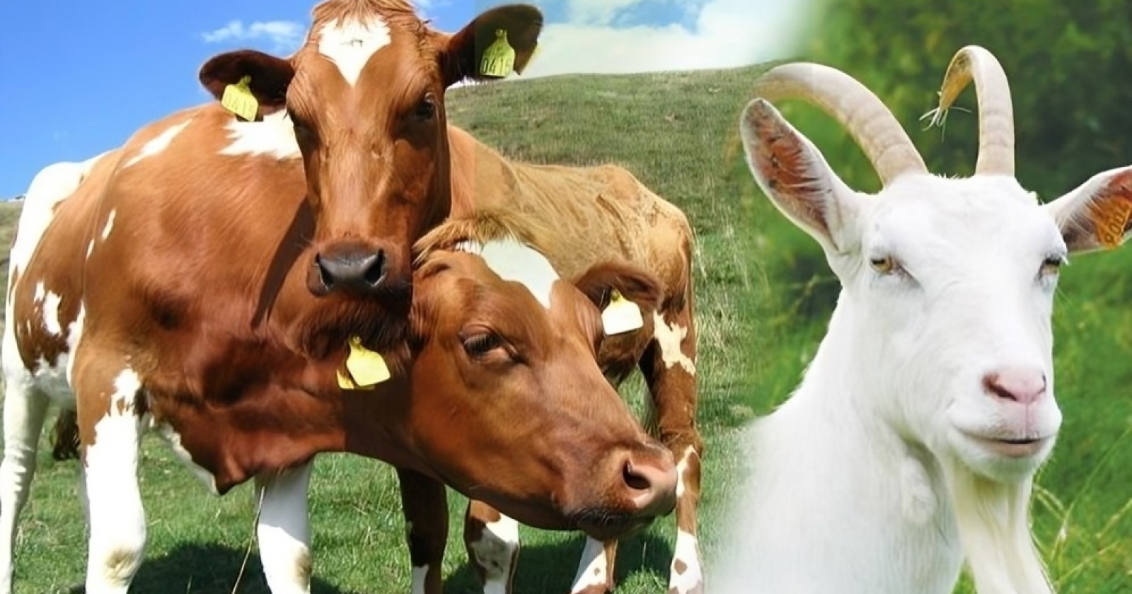 Kurban Praktis Lewat BRImo, Tidak Perlu Repot Langsung Lewat Handphone