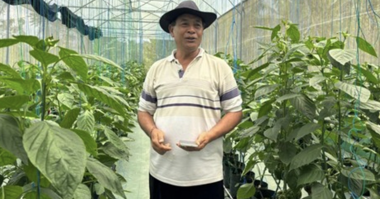 Kisah Pengusaha Sulap Lahan Terbatas Jadi Kebun Paprika Premium dengan Dukungan KUR BRI