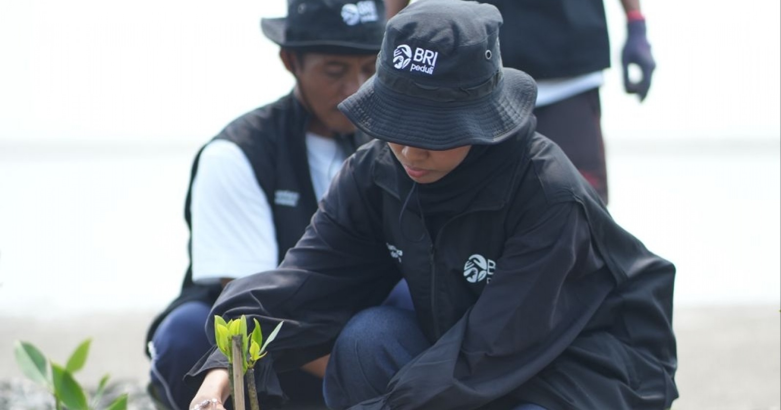 Peringati Hari Mangrove Sedunia, BRI Peduli Tanam 24.000 Pohon di Pesisir Karawang