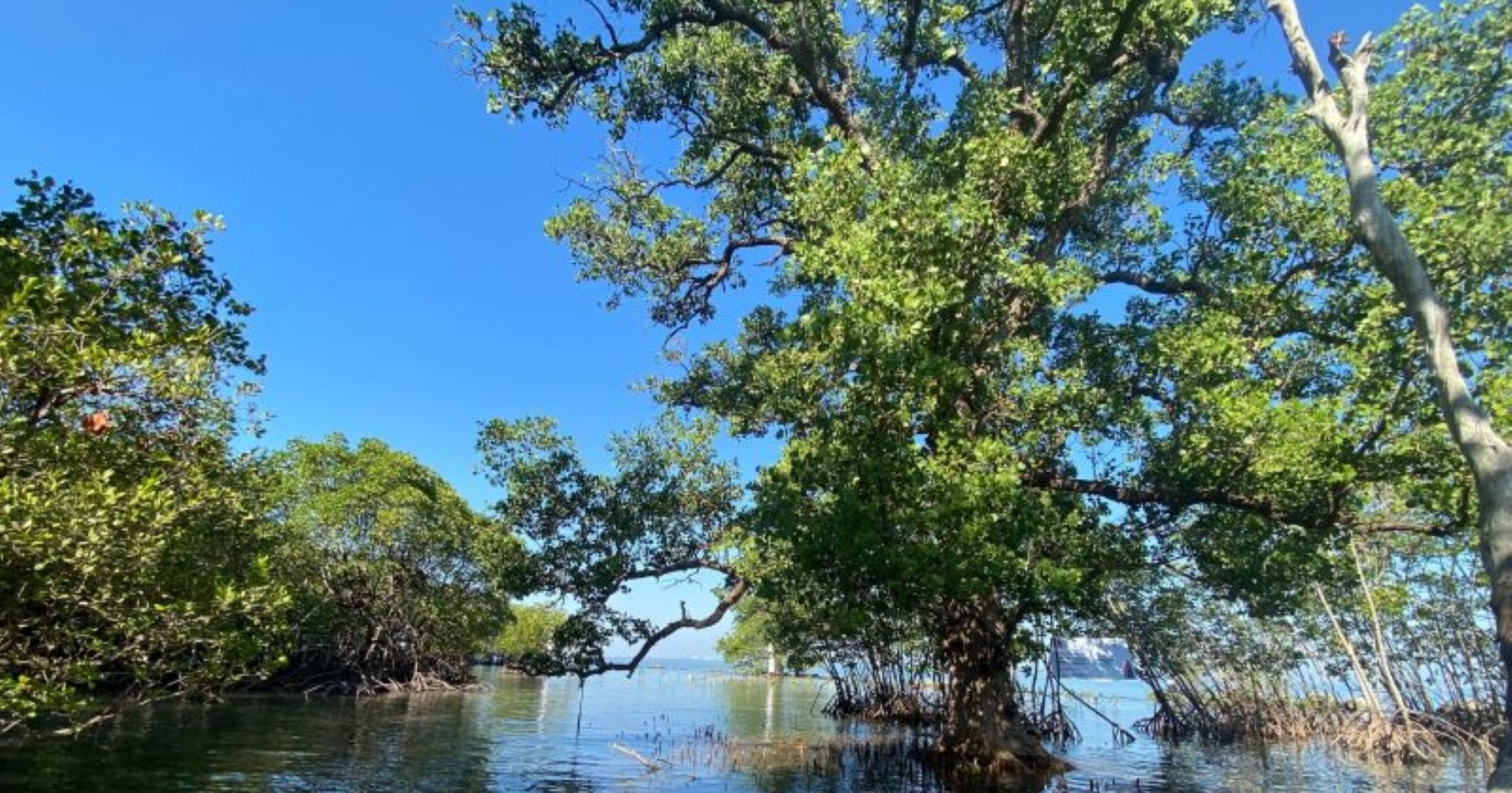 Bagaimana Mangrove Membantu Nelayan Kuri Caddi Bertahan di Tengah Cuaca Ekstrem?