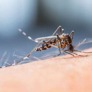 Anak Kembali Aktif Bersekolah, Jangan Lupakan Perlindungan dari Demam Berdarah Dengue