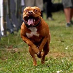 Kejuaraan Anjing Pitbull Bagian 3