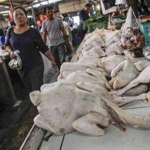 Harga Ayam Potong Turun