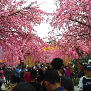 Semarak Oishi Matsuri 2026: Kuliner, Perencanaan Finansial, dan Privilese Spesial Barca BRI