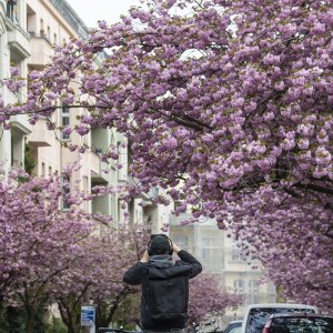 Bunga Sakura Bermekaran Di Jerman Bagian 4