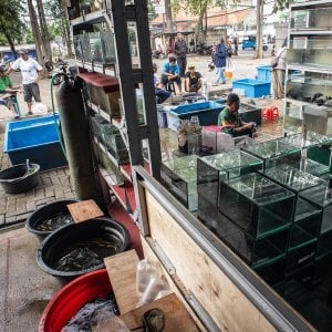 Relokasi Pedagang Ikan Hias Jatinegara