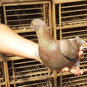 Sempat Ditentang Istri Robby Nekat Beli Burung Idaman Seharga Rp