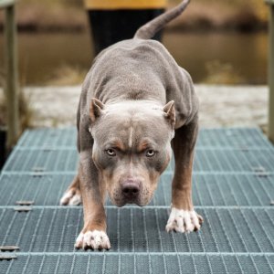 Melihat Majikannya Ditegur Satpam Komplek Diserang Anjing Pitbull