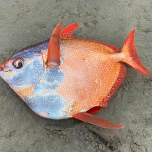 9 Arti Mimpi Melihat Ikan Menurut Tafsir Islam Pertanda Baik Atau Buruk