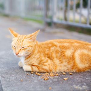 9 Jenis Bau yang Dibenci Kucing, Bisa Bikin Anabul Tak Nyaman 