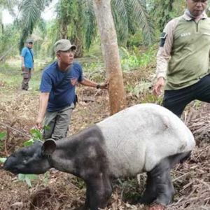 Fakta Fakta Tapir Ciri Ciri Daerah Endemik Jenis Dan Makanan
