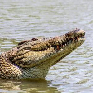 Arti Mimpi Melihat Buaya di Air Keruh Menurut Islam dan Primbon, Waspada Musuh dalam Selimut?