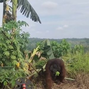 BKSDA Kaltim Selidiki Kemunculan Orang Utan di Jalan Raya Bengalon Kutim