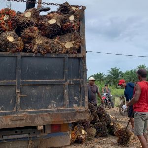 Update Harga Sawit Riau Periode 8-14 Juli 2026, Mitra Swadaya Melesat!