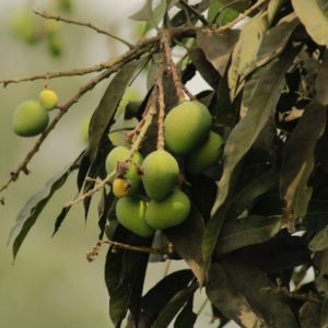 Apakah Pohon Mangga Merusak Pondasi Bangunan? Ini Penjelasan dan Cara Mencegahnya