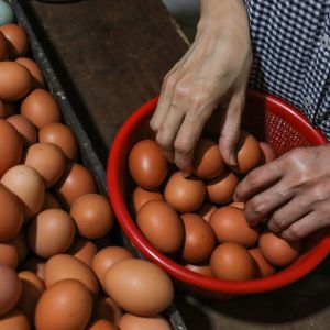 Harga Telur Ayam Turun Drastis, Pemerintah Malah Bingung