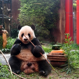 Gemas, Pandai Cai Tao di Taman Safari Rayakan Ulang Tahun ke -13