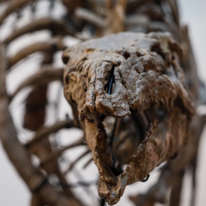Fosil Dinosaurus 'Barry' yang Berusia 150 Juta Tahun Akan Dilelang di Paris