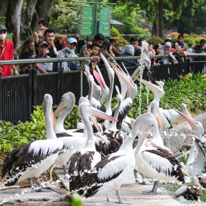 Libur Nataru, Taman Margasatwa Ragunan Diserbu Wisatawan