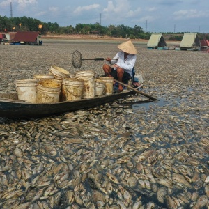 Ngeri, Penampakan Ribuan Ikan Mati Akibat Gelombang Panas di Vietnam