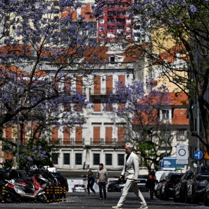 Ungu Merona Kota Lisbon Portugal karena Bunga Jacaranda