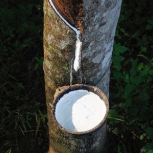Harga Karet Sumsel Tetap di Atas Rp40 Ribu saat Dolar Menguat, Kok Petani Belum Lega?