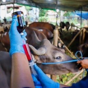 Intip Pemeriksaan Kesehatan Hewan Kurban di Jaktim, Mulai 22 Mei hingga 5 Juni