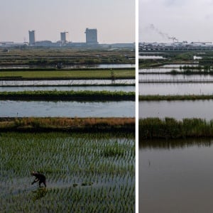 Dampak Krisis Iklim, Sawah di Demak Berubah Jadi Tambak