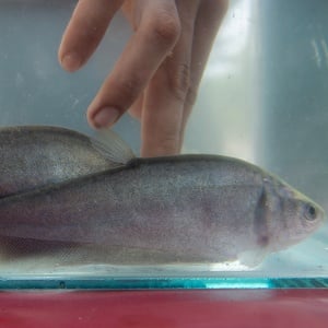 Dulu Punah, Kini Ikan Belida Jawa bisa Dibudidayakan
