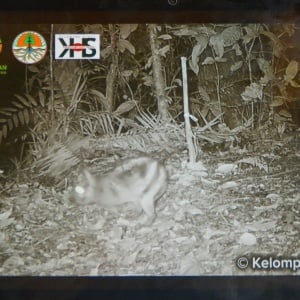 Penampakan Langka, Kelinci Belang Sumatera Terekam di Kawasan Konservasi Bukit Barisan