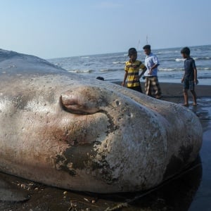 Paus Sperma Sepanjang 20 Meter Terdampar di Situbondo