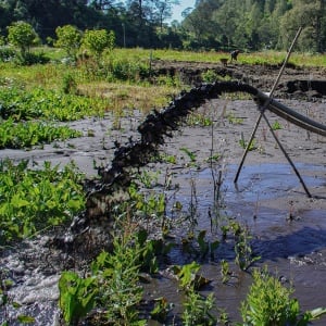 Upaya Pemulihan Ekosistem di Danau Ranu Pani