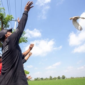 Atasi Hama Tikus, Pemkab Indramayu Lepas 200 Ular dan Burung Hantu