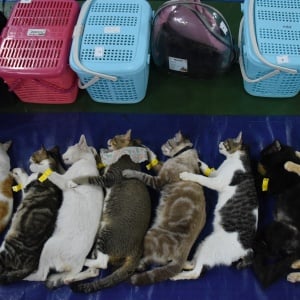 Jakarta Targetkan 21 Ribu Ekor Hewan Penular Rabies Disterilisasi di 2025