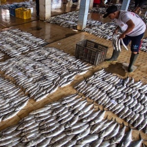 Jaga Kelestarian Laut, KKP Terapkan Batasan Penangkapan Ikan Maksimal 7 Juta Ton